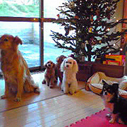 �肸�����A�S���������A�W���[�����A���肿���