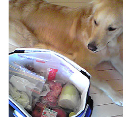 Dog-1�@���}�J�[