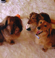 Dog-1�@�v���̌�