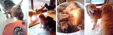 DOG HOTEL�@���������̂����܂�