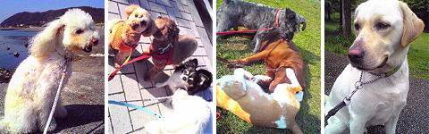 DOG SITTING�i���������̂����b�E���U���̑�s�j