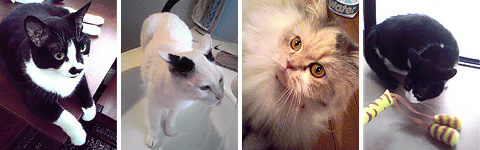 CAT SITTING�i�l�R�����̂����b�j