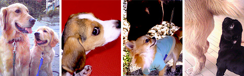 �p�s�[�T�|�[�g